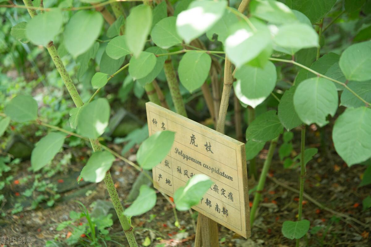 海上种植业_海洋种植致富项目_海洋种植技术