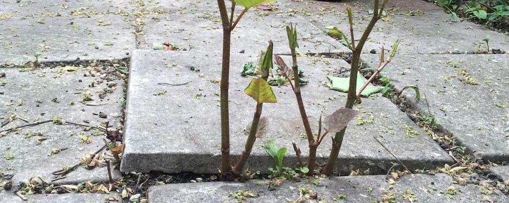 海洋种植技术_海洋种植致富项目_海上种植业