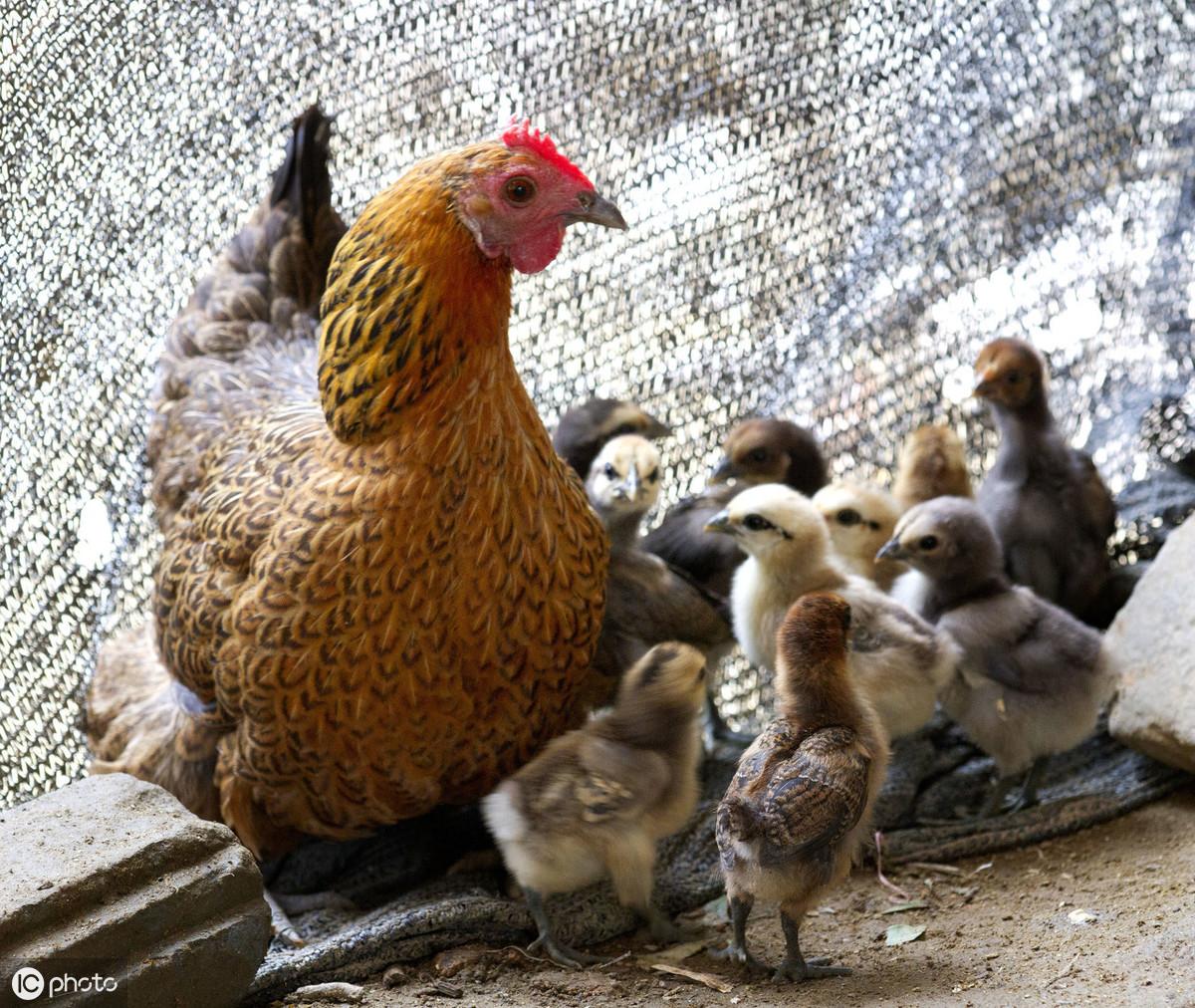 致富经土猪养殖视频_养殖土猪要投资多少钱_养殖土猪致富