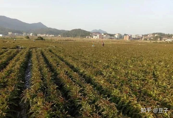 农场种植致富之路_致富经农场_农业致富之路