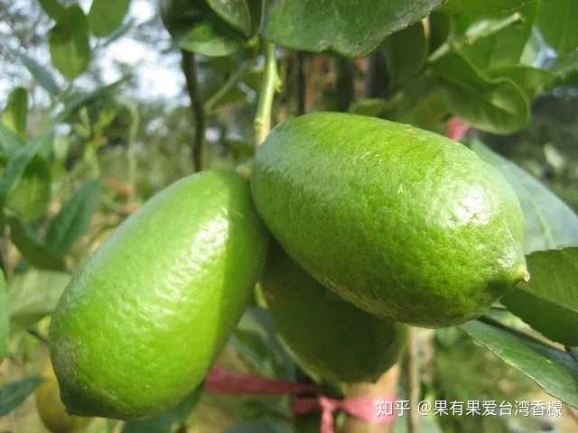 海南致富经种植类_海南种植什么不愁销路_致富经种植海南