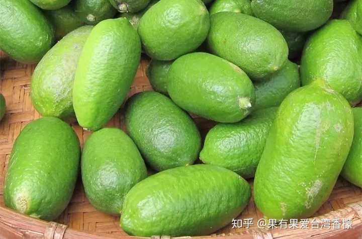 海南种植什么不愁销路_海南致富经种植类_致富经种植海南