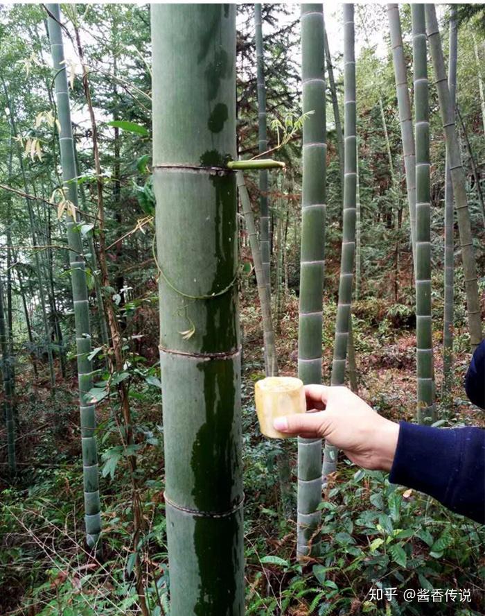 致富经种竹子酒_致富竹子种酒怎么种_竹子种酒怎么搞的