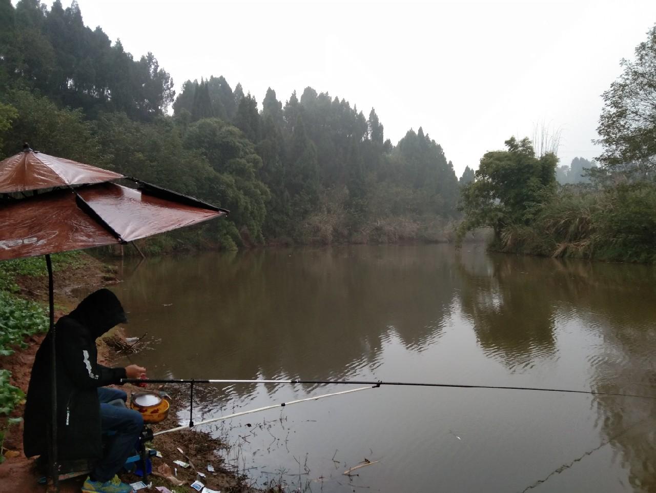 鲫鱼水箱养殖_鲫鱼鱼缸养殖_鱼箱鲫鱼养殖技术