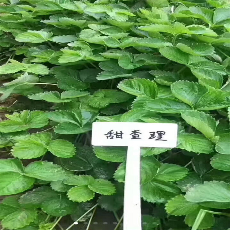 菠萝栽培技术与种植_菠萝莓的种植技术_菠萝莓种植条件