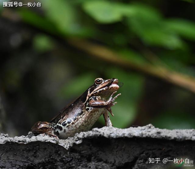 东北林蛙养殖技术视频_视频养殖东北技术林蛙教程_东北林蛙养殖视频播放