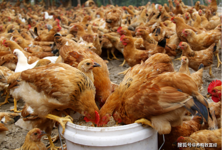 致富经养肉鸡视频全集_农业节目致富经养殖鸡视频_致富经2019年全集养鸡视频