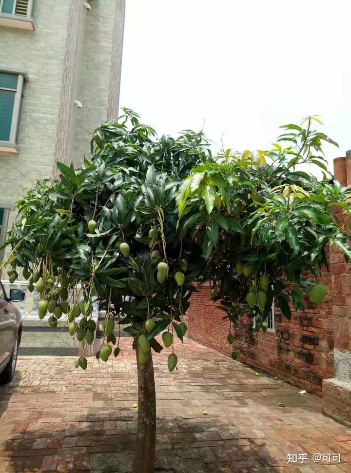 致富经种植海南_海南致富的种植业_海南种植业前景