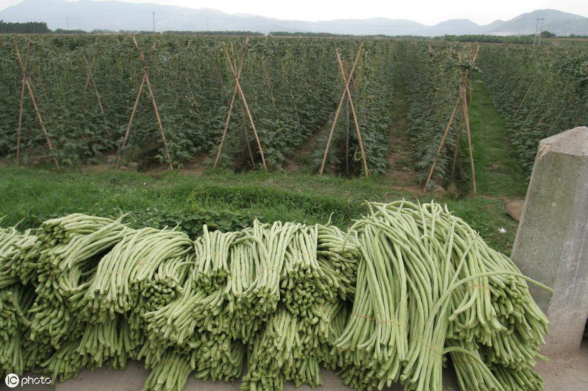 豇豆露天种植技术与田间管理_露天夏季种植豇豆技术要点_夏季豇豆露天种植技术