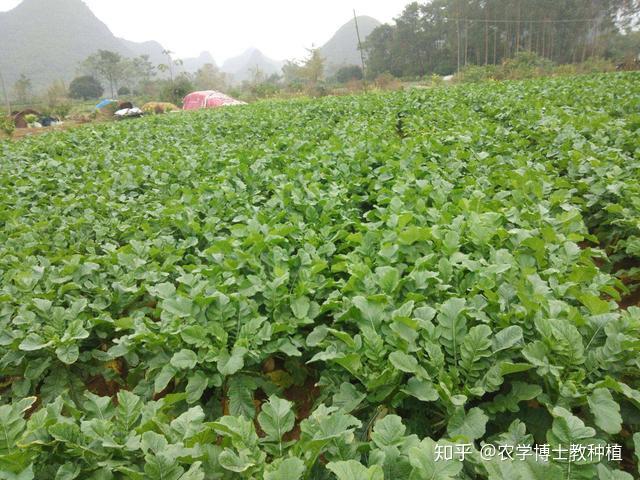 胡萝卜种植技术图解_胡萝卜种植图片大全_胡萝卜的种植步骤图解