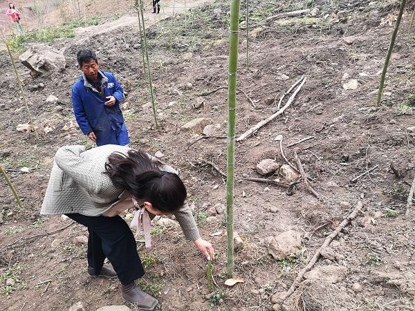 竹林致富_竹子致富_荒山种植致富竹