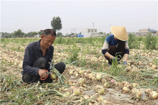 河南叶县：黄皮洋葱敲开村民致富新门路