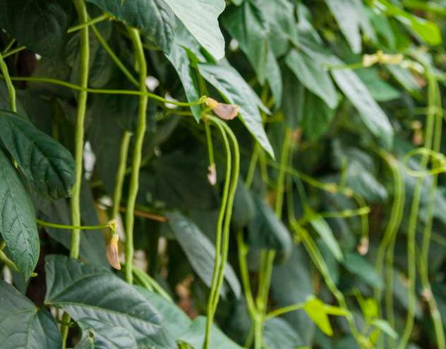 露天豇豆栽培技术_露天豇豆种植与管理技术_夏季豇豆露天种植技术