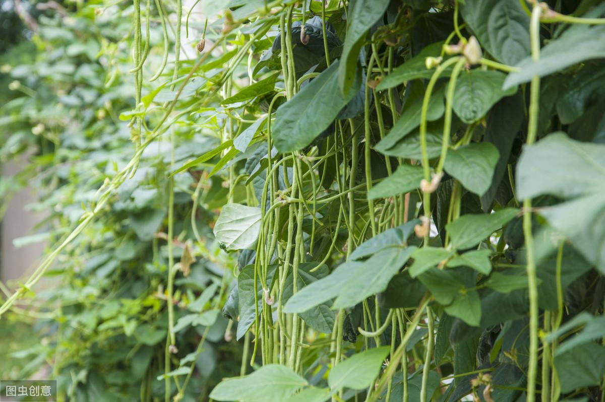 夏季豇豆露天种植技术_露天豇豆栽培技术_露天豇豆种植与管理技术