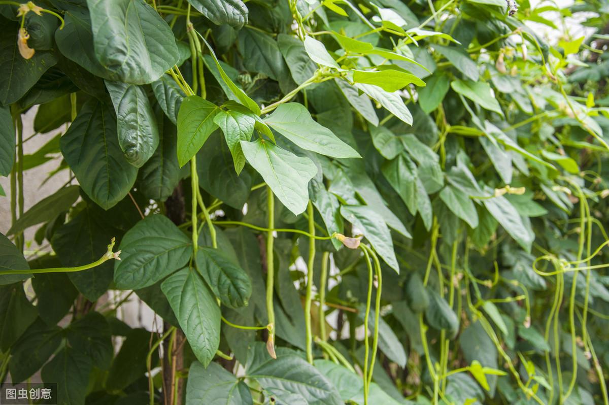 露天豇豆栽培技术_夏季豇豆露天种植技术_露天豇豆种植与管理技术