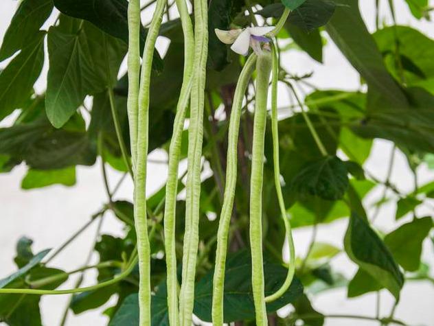 露天豇豆栽培技术_夏季豇豆露天种植技术_露天豇豆种植与管理技术