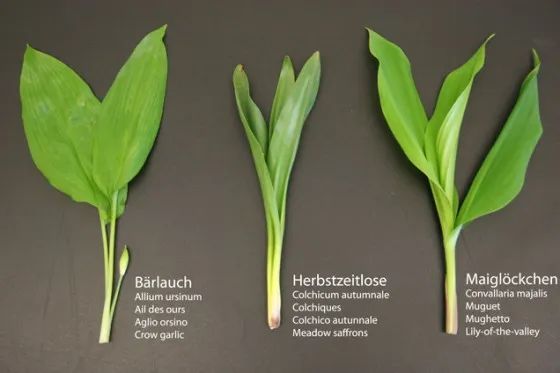 人参种植技术视频播放_致富经人参种植视频_种植人参视频教程