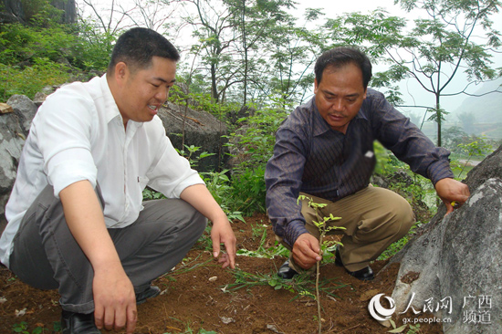 广西忻城：绿了荒山富了民 打造秃山造林新模式 ​推进能源和种养革命