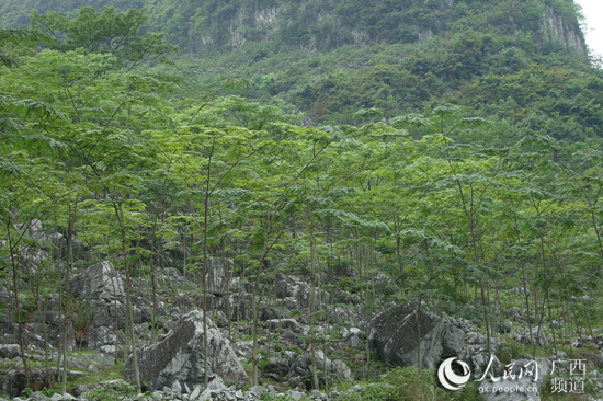 竹子致富_致富竹种植荒山好不好_荒山种植致富竹