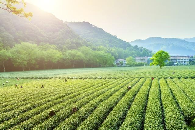 玉米种植大户致富_种玉米致富_玉米养殖致富吗