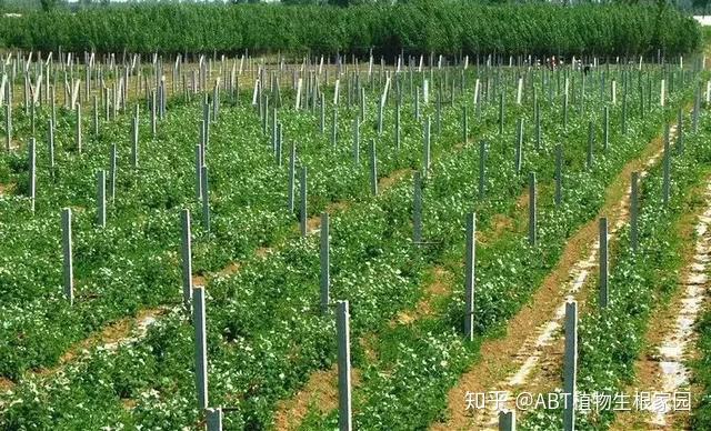 种植技术树梅视频_树梅种植技术_种植技术树梅图片大全