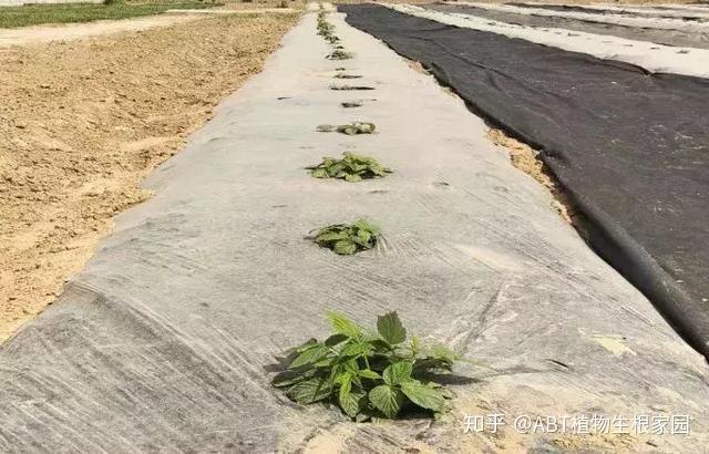 树梅种植技术_种植技术树梅视频_种植技术树梅图片大全