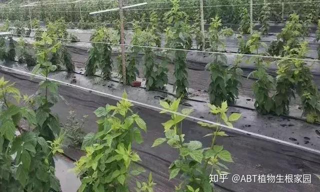 种植技术树梅视频_种植技术树梅图片大全_树梅种植技术