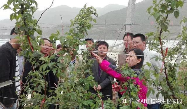 种植技术树梅图片大全_树梅种植技术_种植技术树梅视频