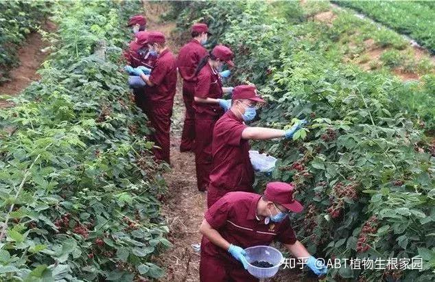 种植技术树梅图片大全_树梅种植技术_种植技术树梅视频