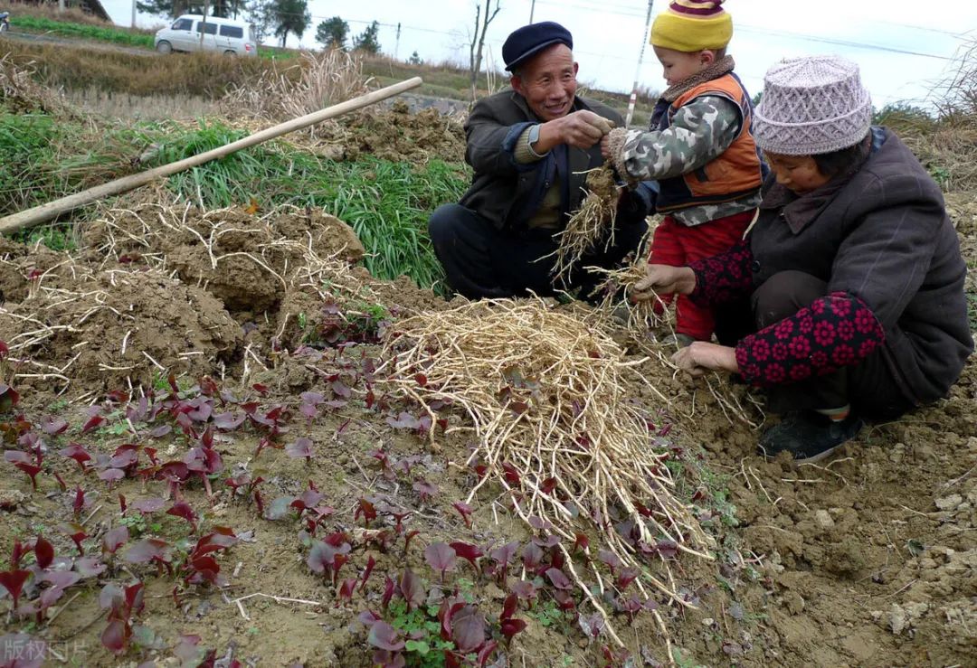 折耳根怎么种植技术_种植折耳根要多少成本_种植折耳根视频