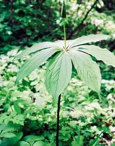 致富竹种植荒山好不好_荒山种植致富竹_竹子致富