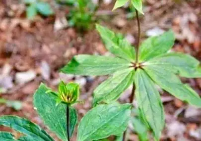 致富竹种植荒山好不好_竹子致富_荒山种植致富竹