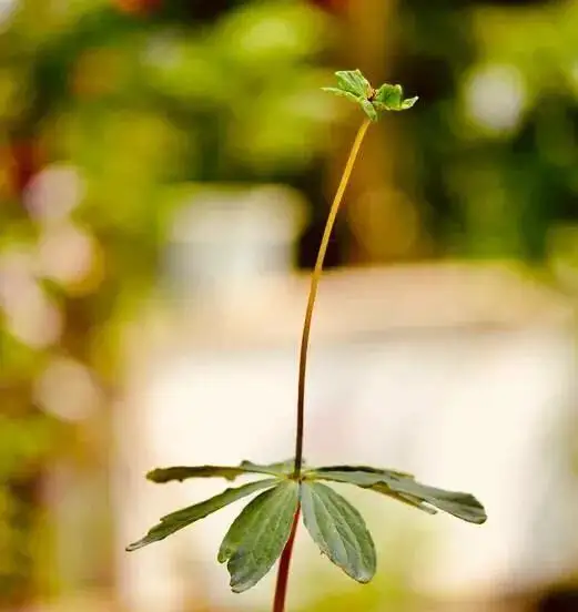 荒山种植致富竹_竹子致富_致富竹种植荒山好不好