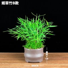 竹子致富_荒山种植致富竹_致富竹种植荒山好不好