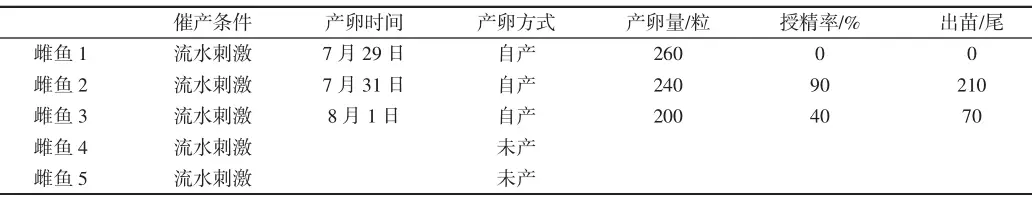 鱼养殖技术视频教程_嫩子鱼养殖技术_鱼养殖技术视频