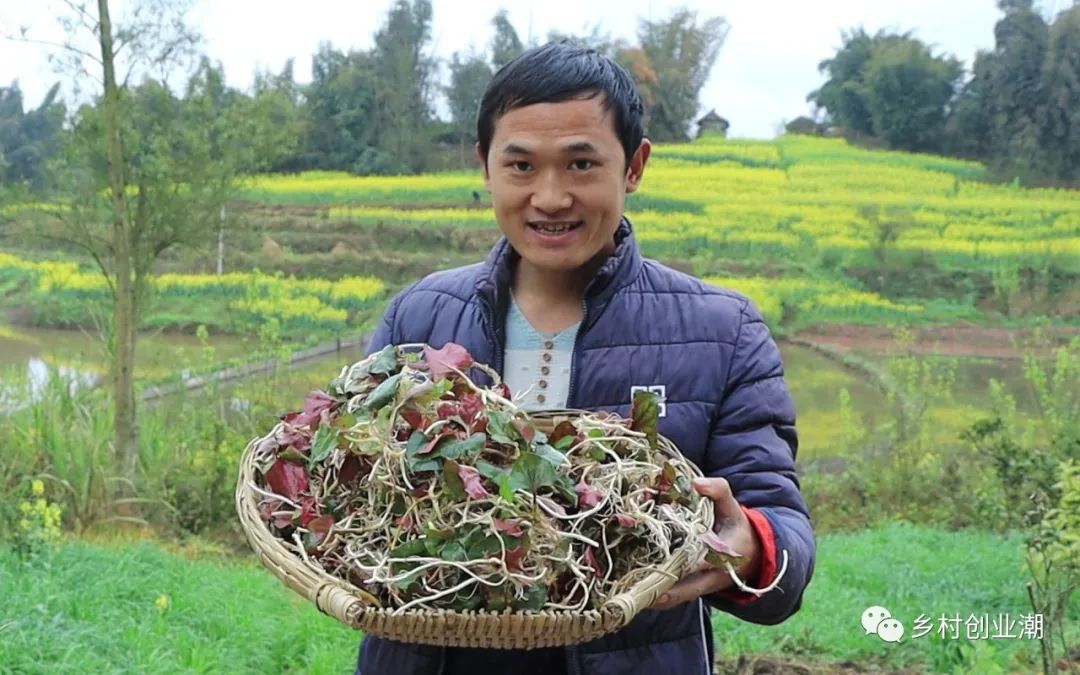 种植折耳根视频_大面积折耳根种植技术视频_折耳根怎么种植技术