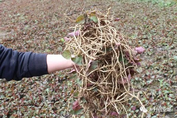 大面积折耳根种植技术视频_种植折耳根视频_折耳根怎么种植技术