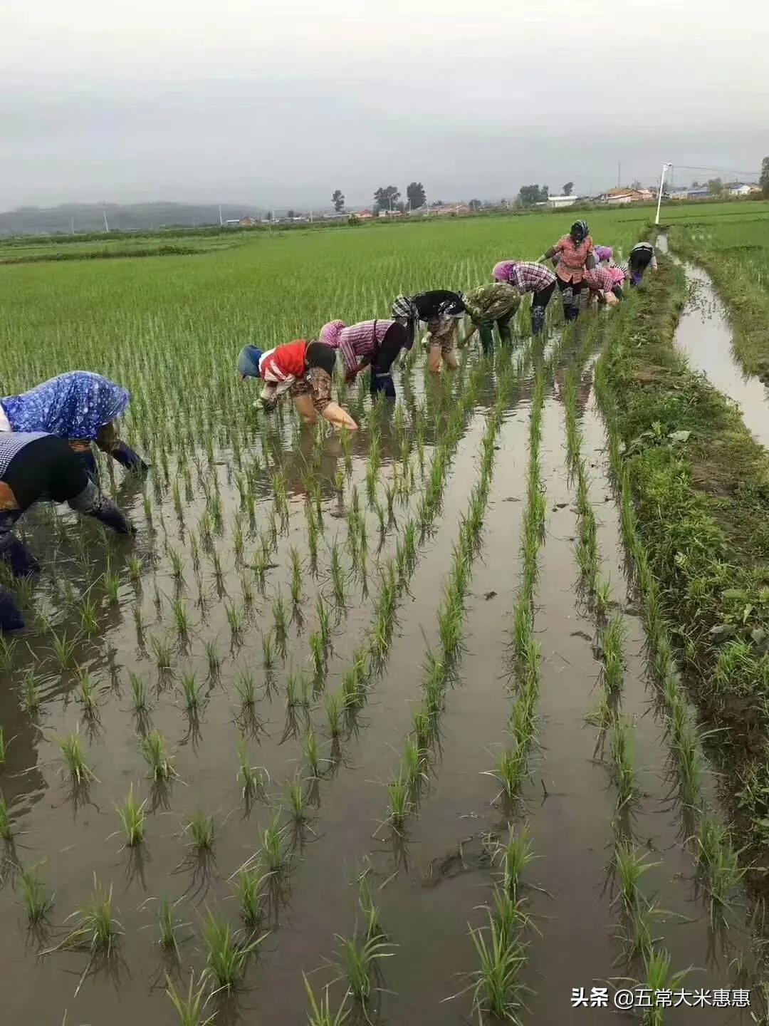 玉米养殖致富吗_致富经玉米种植_玉米种植大户致富