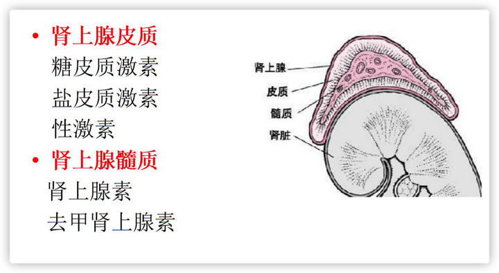 咖释迦果的功效_咖释果树_释咖的种植技术