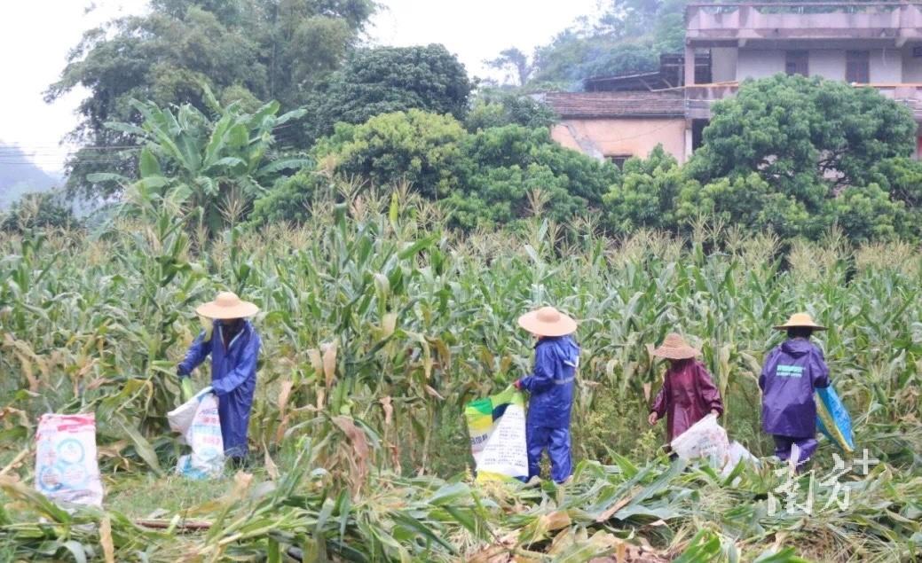 撂荒地变致富田，玉米丰收农户乐