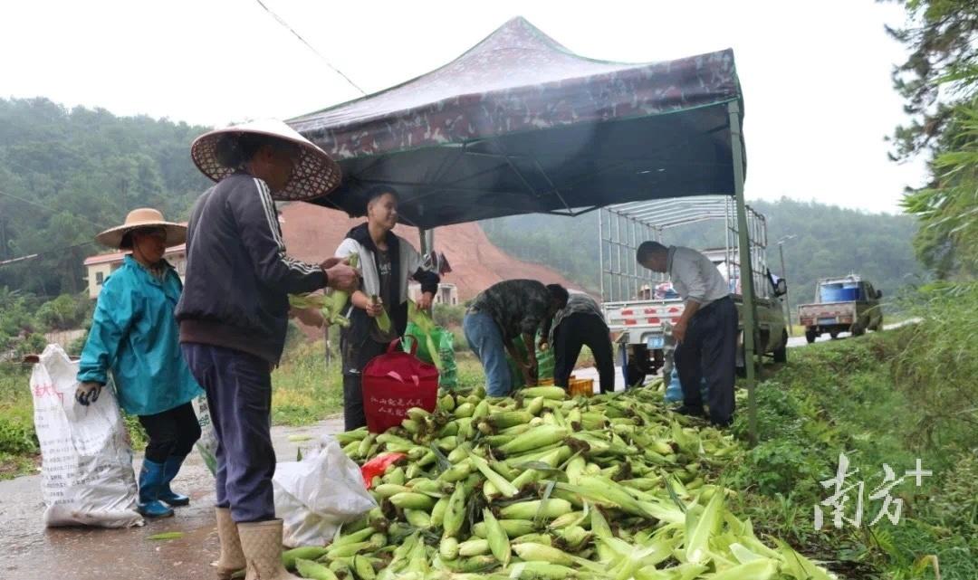 种玉米致富_致富经种玉米_玉米养殖致富吗