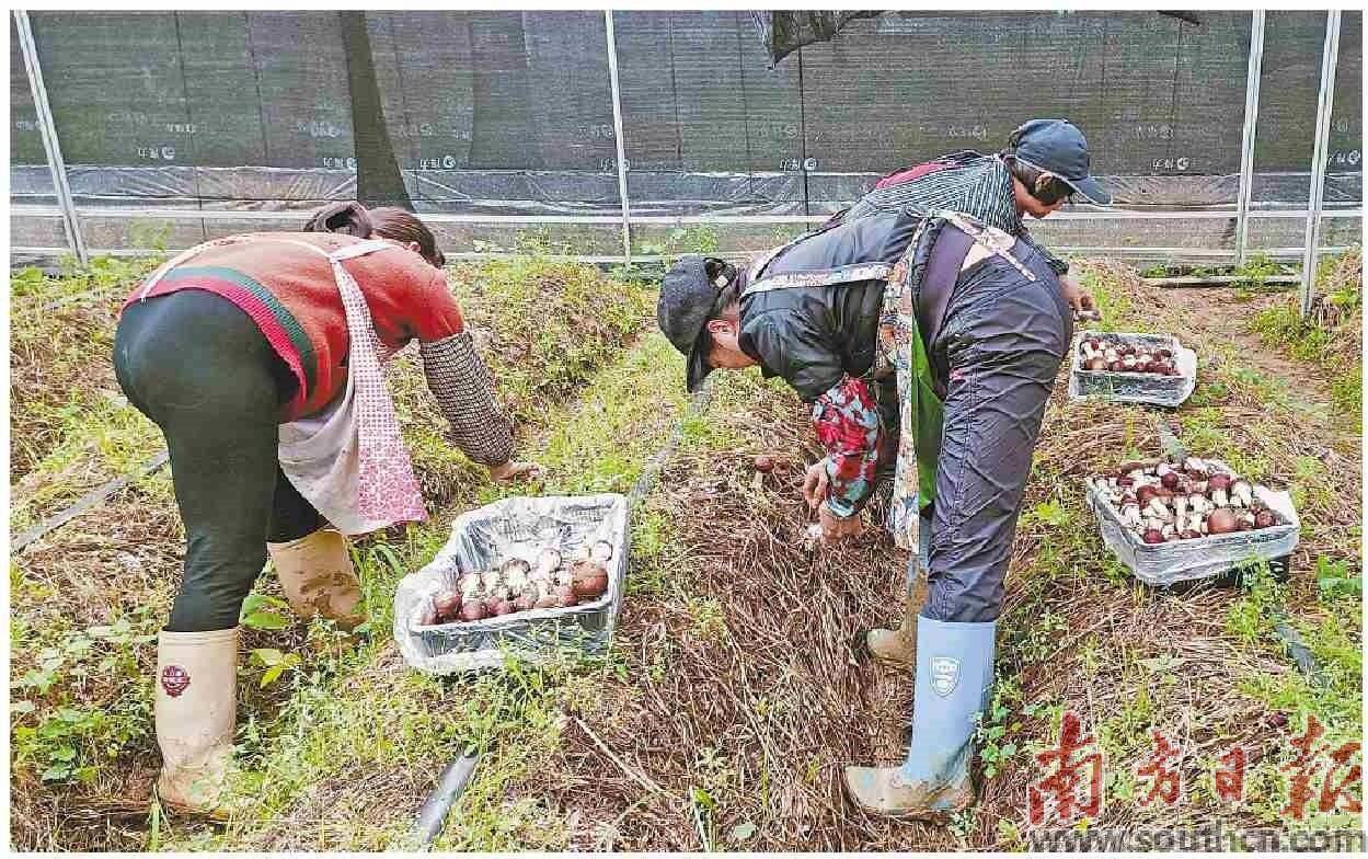 农业种植致富趋势_致富种植农业趋势图片_致富种植农业趋势图