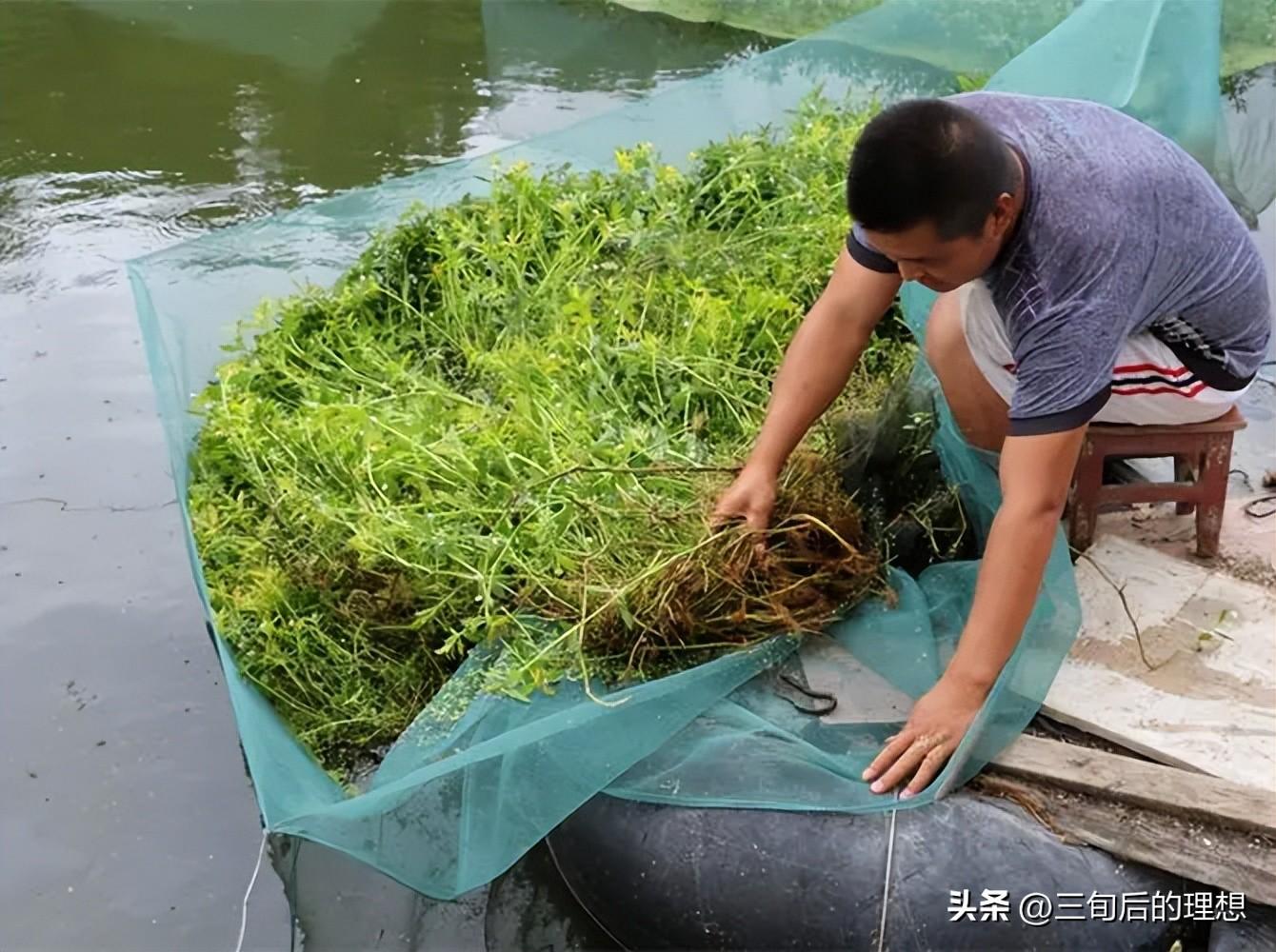 养殖致富淡水网箱图片_致富淡水养殖网箱养殖_淡水网箱养虾技术