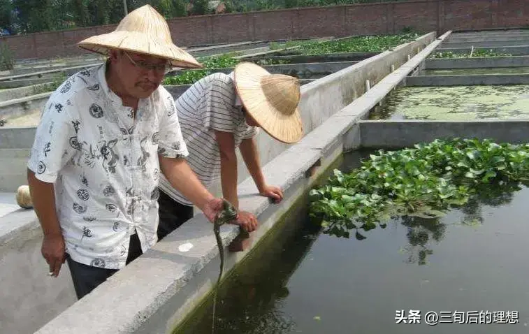 淡水网箱养虾技术_致富淡水养殖网箱养殖_养殖致富淡水网箱图片