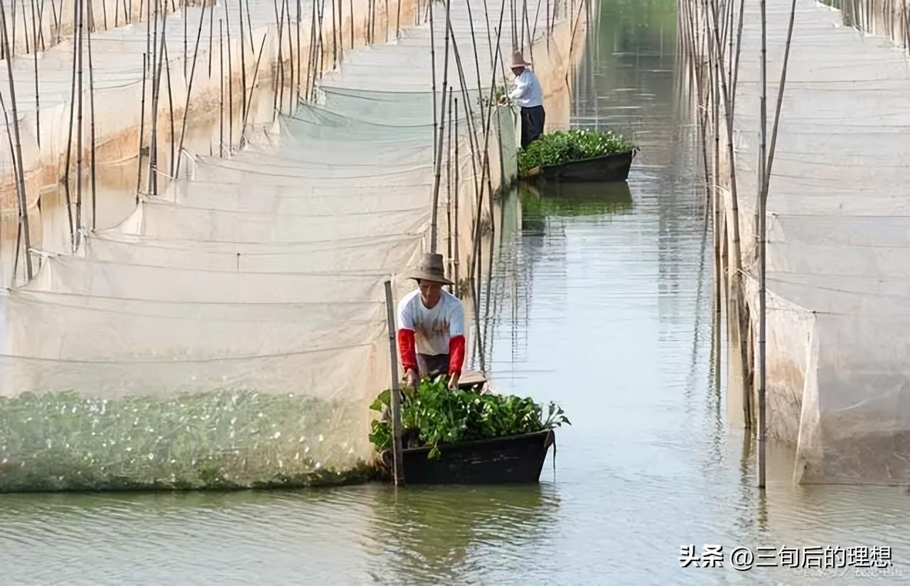 致富淡水养殖网箱养殖_养殖致富淡水网箱图片_淡水网箱养虾技术