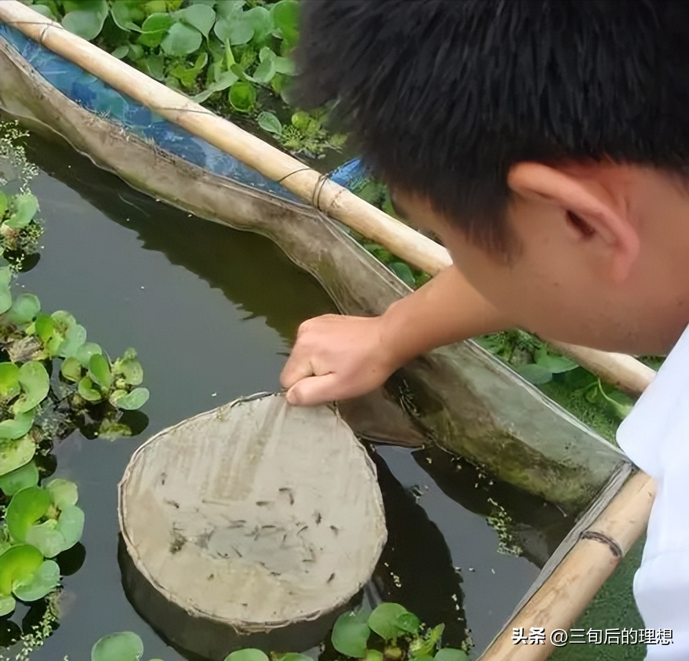 淡水网箱养虾技术_致富淡水养殖网箱养殖_养殖致富淡水网箱图片