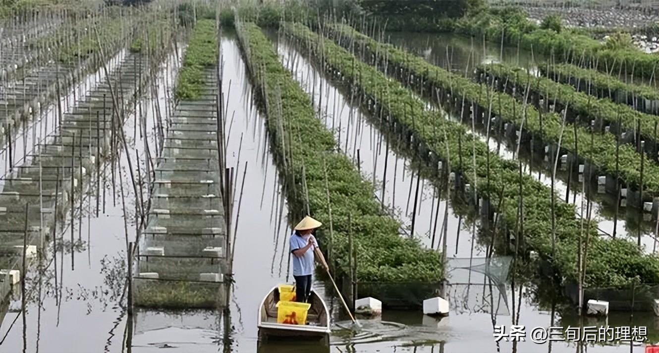 养殖致富淡水网箱图片_淡水网箱养虾技术_致富淡水养殖网箱养殖