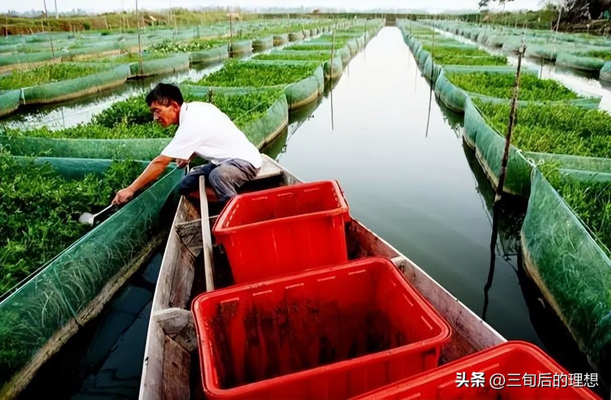 淡水网箱养虾技术_养殖致富淡水网箱图片_致富淡水养殖网箱养殖