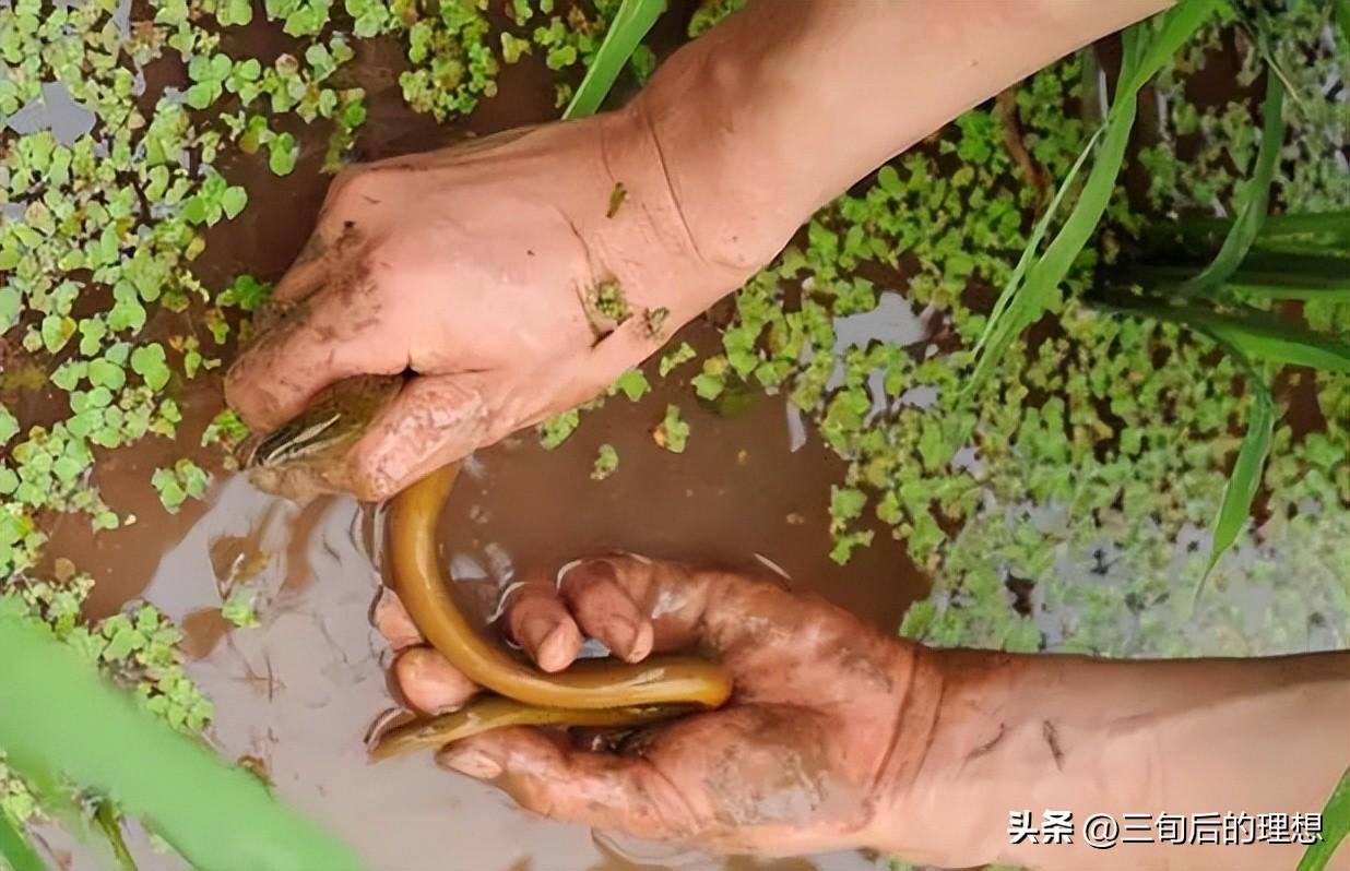 养殖致富淡水网箱图片_致富淡水养殖网箱养殖_淡水网箱养虾技术