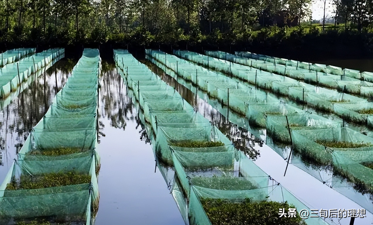 淡水网箱养虾技术_养殖致富淡水网箱图片_致富淡水养殖网箱养殖